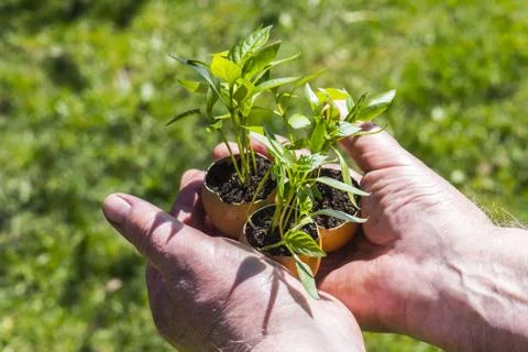 Germinated plants from aggshells Stock Photos