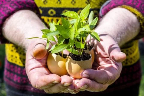 Germinated plants from aggshells Stock Photos