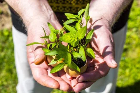 Germinated plants from aggshells Stock Photos