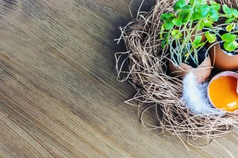 Germinated plants in an egg shell Stock Photos