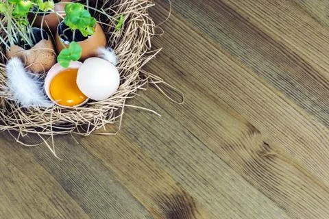 Germinated plants in an egg shell Stock Photos