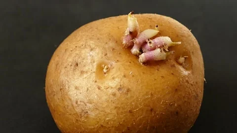 Germinated potato close up macro shot, germinating potato,seed potato, Vídeos de archivo 234007548