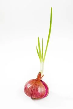 Germinated red onion Stock Photos