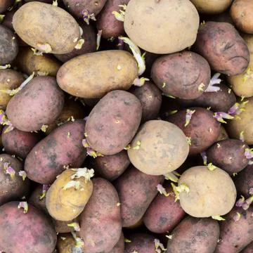 Germinated seed potatoes Stock Photos