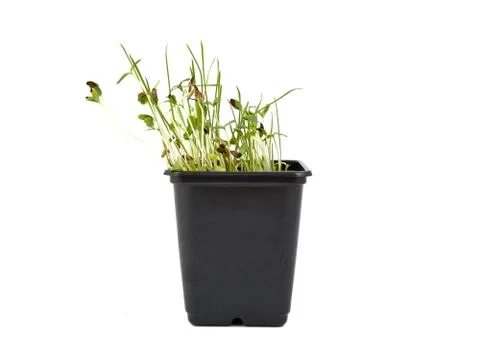 Germinated seeds Stock Photos