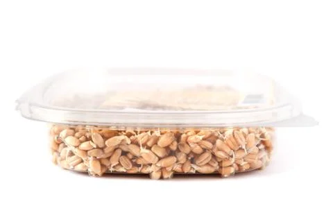 Germinated wheat in a container Stock Photos