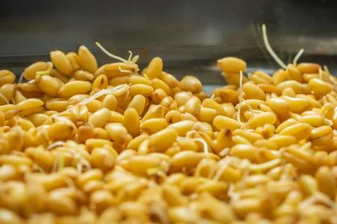 Germinated wheat grain sprouts texture background flat overhead view closeup Photos