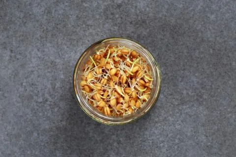 Germinated wheat grains Stock Photos