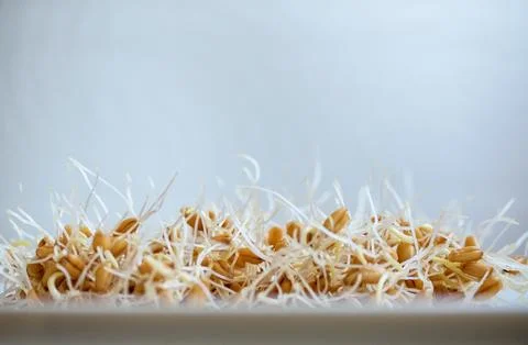 Germinated wheat. Stock Photos