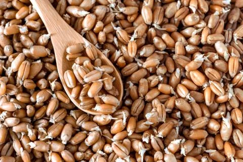 Germinated wheat in a spoon Stock Photos