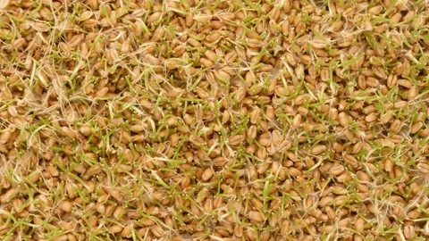Germinated wheat, top view. Green sprouts, dolly shot. Video stock 143192142