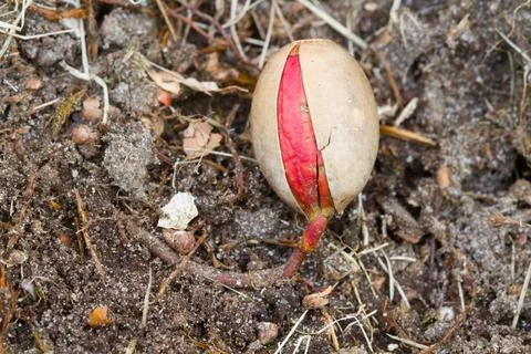 Germinating acorn Stock Photos