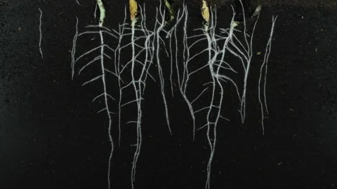 Germinating and growing melon seads in rhizobox Stock Footage 304032002