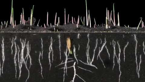 Germinating and growing melon seeds in rhizobox Stock Footage 322015350