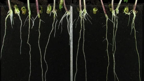Germinating and growing mung bean seeds in rhizobox Stock Footage 309089295