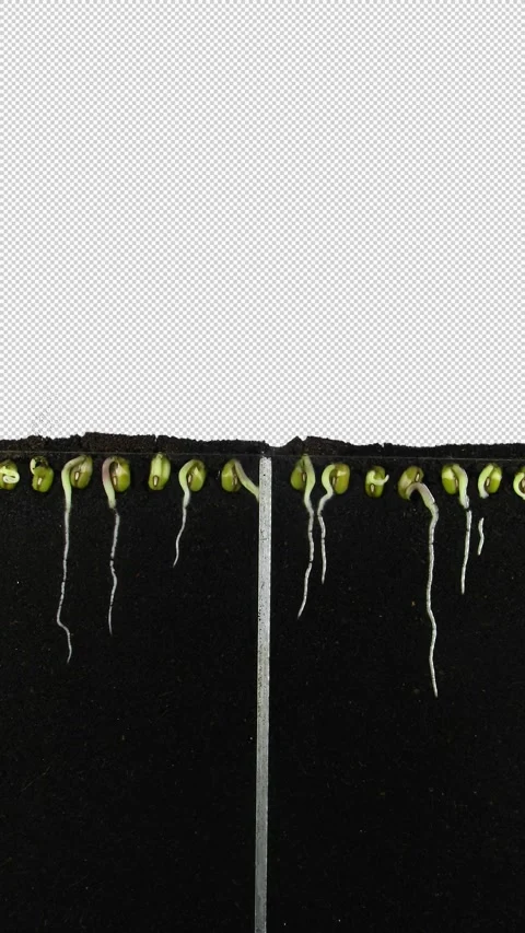 Germinating and growing mung bean seeds in rhizobox, vertical orientation Stock Footage 309269062