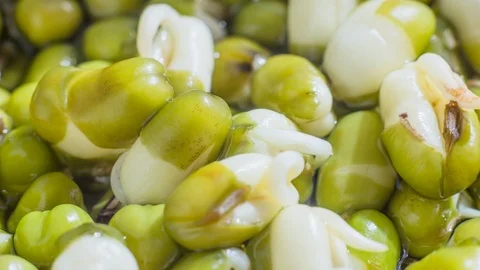 Germinating bean mung for diet, time-lapse Stock Footage 87930991