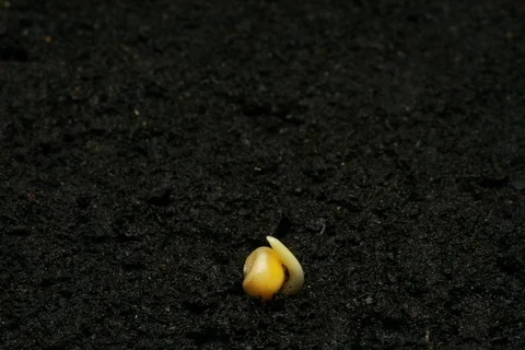 Germinating corn. Timelapse Stock Footage 109508676