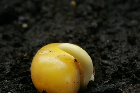 Germinating corn. Timelapse Video stock 109600500