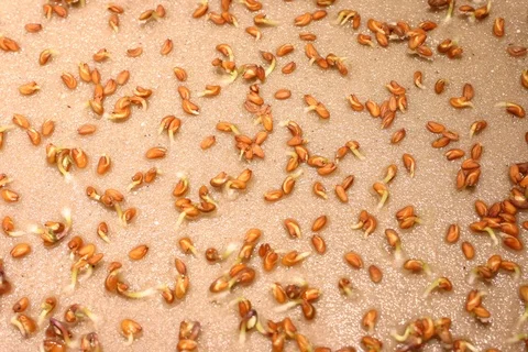 Germinating cress seed. Timelapse Stock Footage 109324291