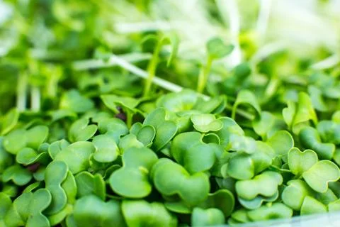 Germinating Microgreen close up, broccoli sprouts. Natural eco food with vi.. 스톡 사진