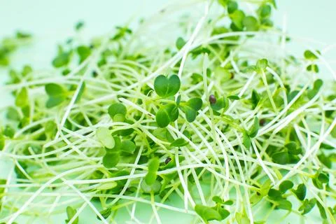 Germinating Microgreen close up, broccoli sprouts. Natural eco food with vi.. Stock Photos