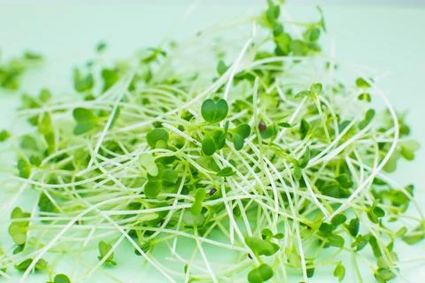Germinating Microgreen close up, broccoli sprouts. Natural eco food with vi.. Stock Photos