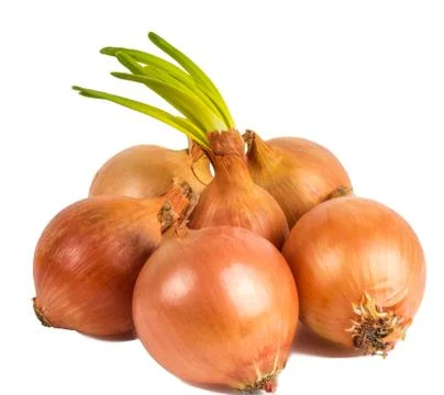 Germinating onion Stock Photos
