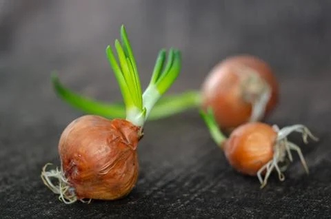 Germinating of the onion, Stock Photos