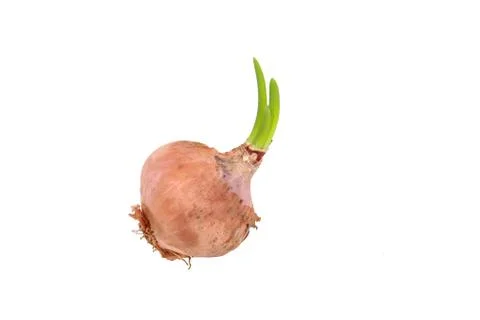 Germinating onion on white background 库存照片