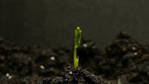 Germinating Pea Bean Seed Growing in Ground Agriculture Spring Summer Timelapse Stock Footage 85918129