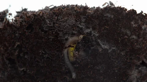 Germinating plant. Time-Lapse. Stock Footage