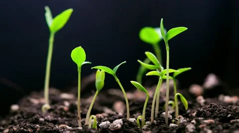 Germinating plants Stock Footage 47919657