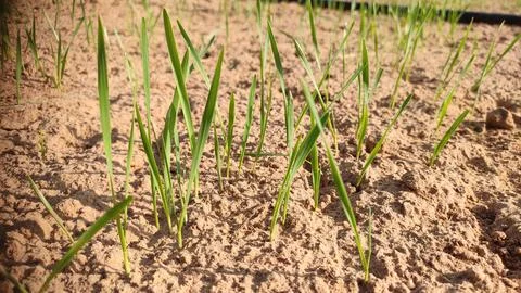 Germinating plants of wheat crop, close up view Stock Photos