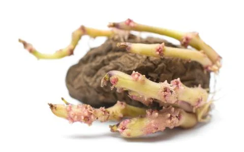 Germinating potato Stock Photos