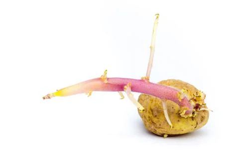 Germinating potato with stem on white background Stock Photos