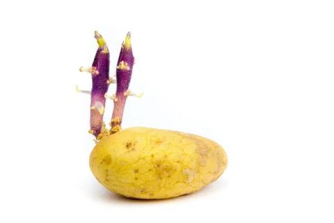 Germinating potato on white background Stock Photos