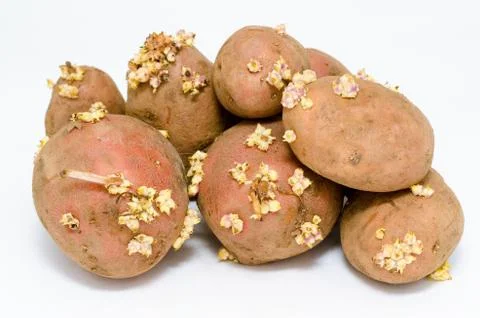 Germinating potatoes Fotos Stock