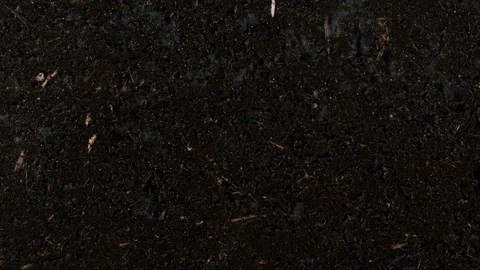 Germinating pumpkin seed roots underground vew with roots Stock Footage 84837519