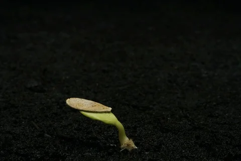 Germinating pumpkin seed. Timelapse Stock Footage 109311782