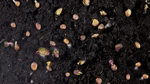 Germinating radish seeds Stock-Footage 208843433