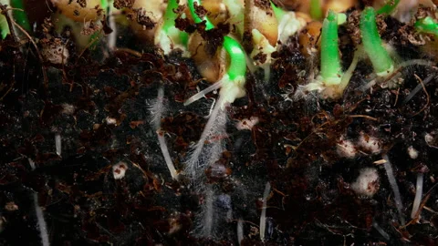 Germinating roots grow into the ground from wheat seeds. Timelapse Stock Footage 152608130