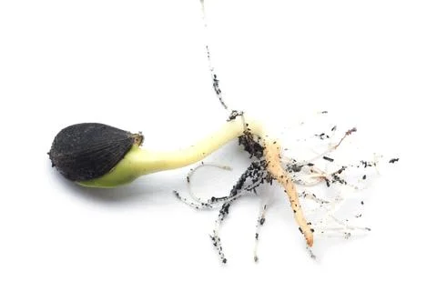 Germinating runner sunflower seed Foto stock