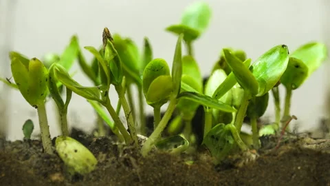 Germinating Seed buds Growing in Ground Agriculture Spring Timelapse,plant Stock Footage 131024978