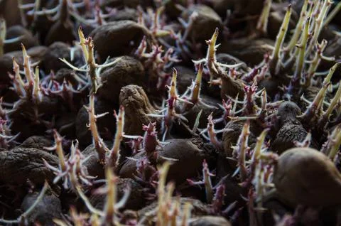 Germinating seed potatoes with roots in boxes. Traditional agriculture. Far.. Stock Photos