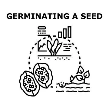Germinating a seed process for plant growth イラスト素材