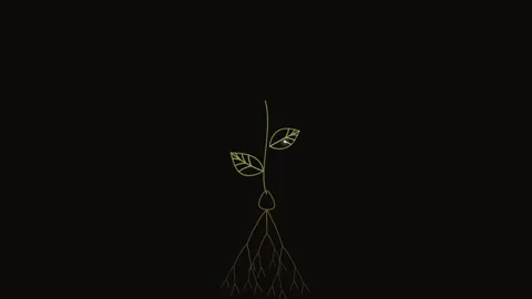 Germinating Seed Slow Push In 4K Seamless Loop Stock Footage 344685542