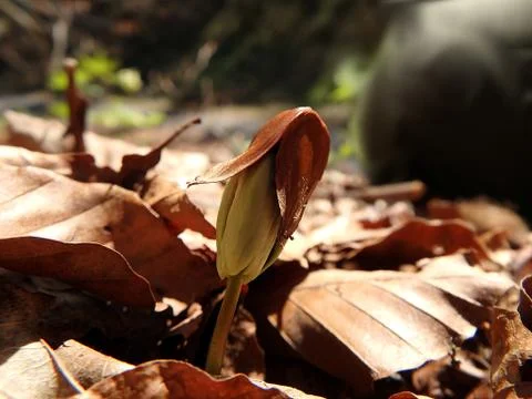 Germinating seedlings beech leaf Stock Photos