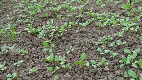 Germinating Seedlings Sprouting Stock Footage 329401999