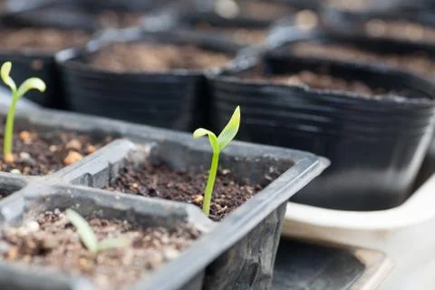 Germinating tomato seed Stock Photos